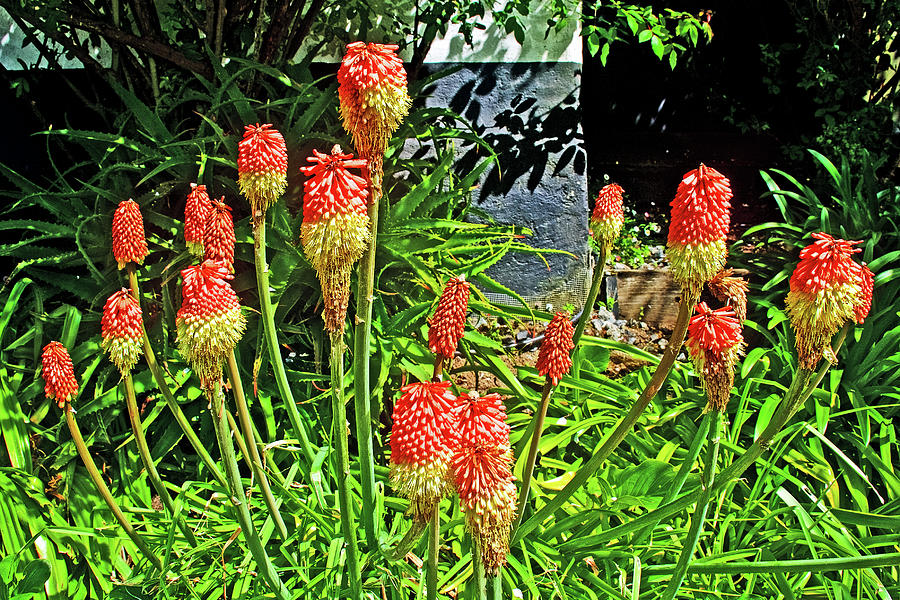 Red Hot Pokers at Pelican Inn near Muir Beach in Muir Woods National Monument, California Photograph by Ruth Hager