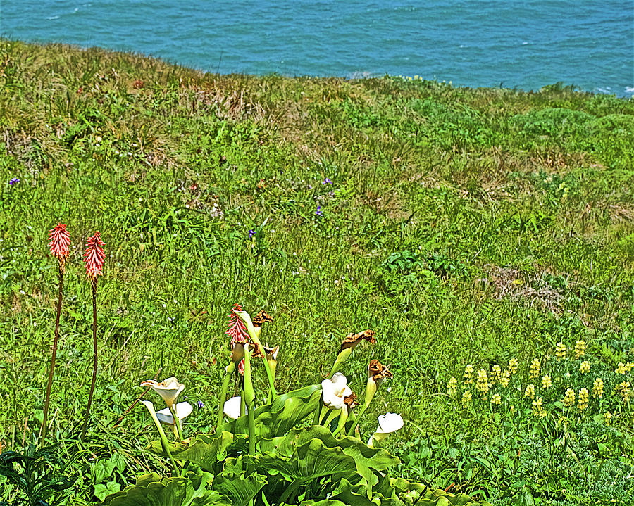 Red Hot Pokers, Calla Lilies and Yellow Lupine at Point Reyes National Seashore, California  Photograph by Ruth Hager