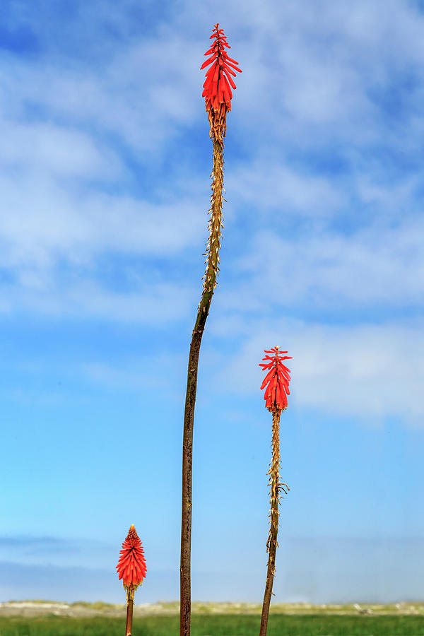 Red Hot Pokers Photograph
