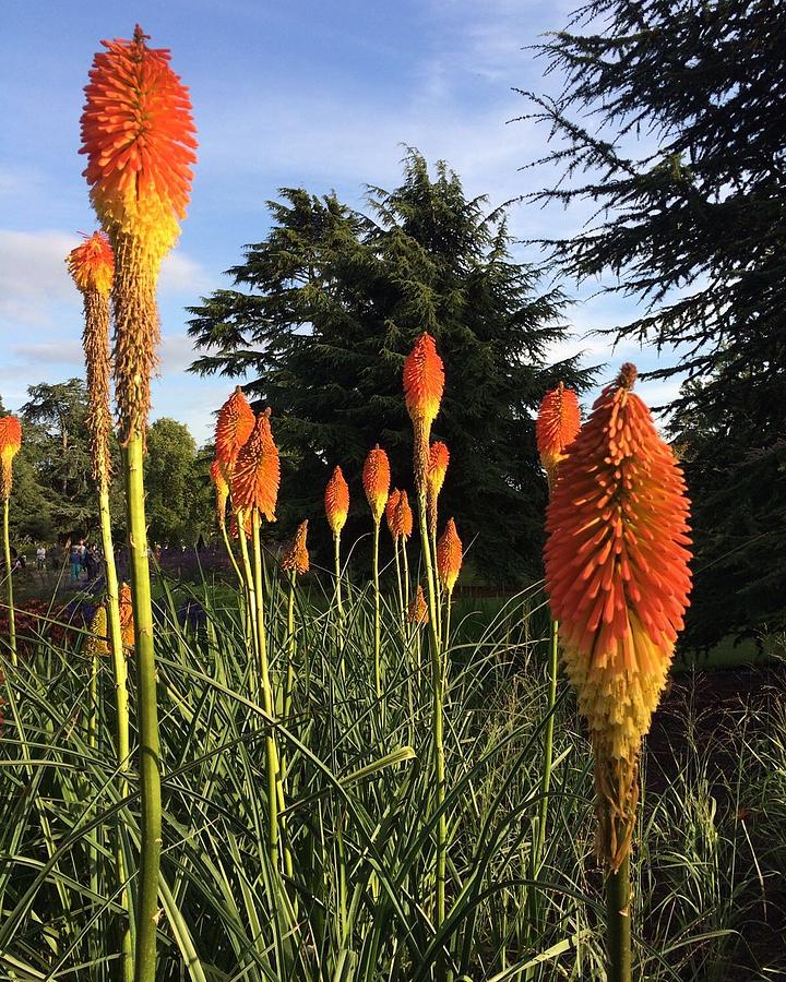 Red Hot Pokers Kew Photograph