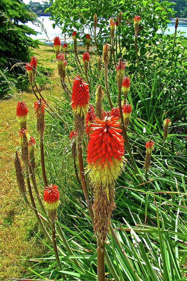 Red Hot Pokers on Turn Point Road on San Juan Island, Washington Photograph by Ruth Hager