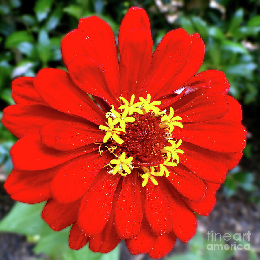 Red Hot Zinnia Photograph by Sue Melvin