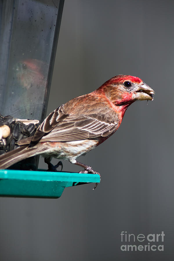 Red House Finch At Feeder Photograph by Robert Frederick