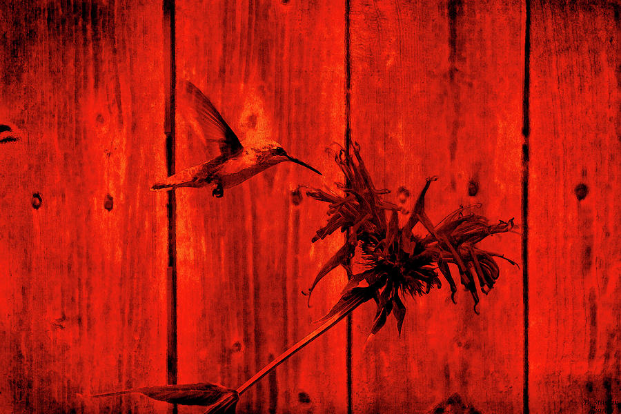 Red Hummingbird Digital Art