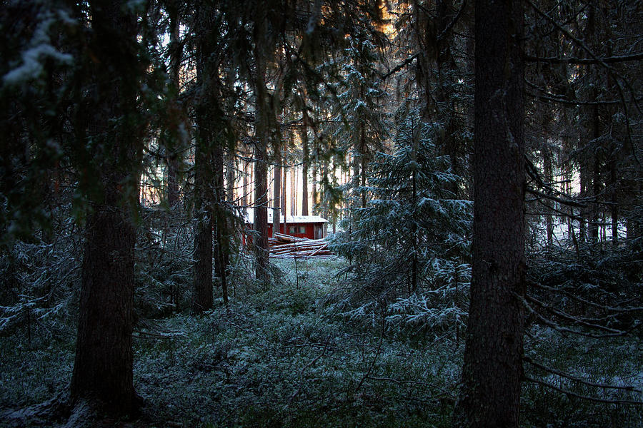 Red Hut In A Dark Wintry Conifer Forest Photograph