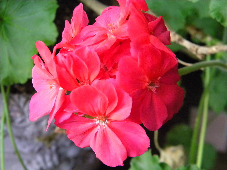 Red Hydrangea Photograph - Red Hydrangea February Bloom by Cassandra Donnelly Red Hydrangea Photograph - Red Hydrangea February Bloom by Cassandra Donnelly