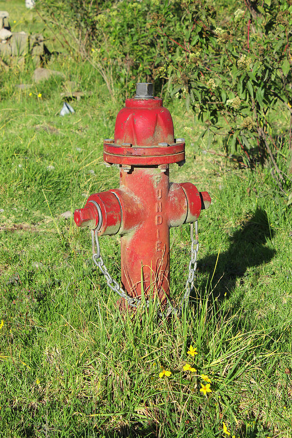 Red Hydrant and Flowers Photograph by Robert Hamm - Fine Art America