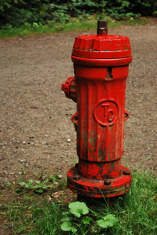Red Hydrant  Photograph by J C
