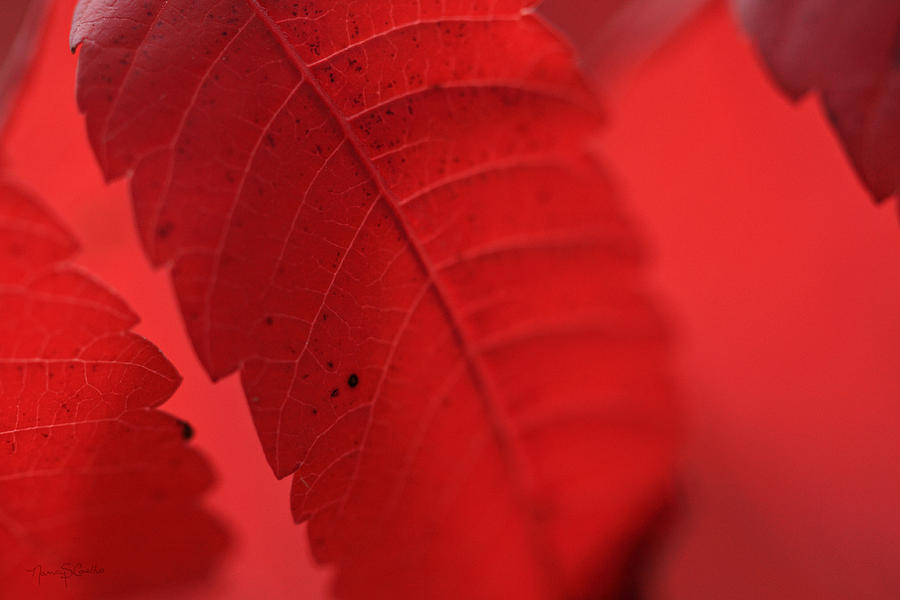 Red I Photograph by Nancy  Coelho