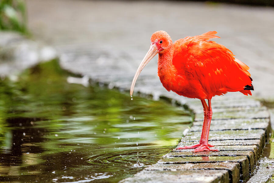 Red Ibis Photograph by Alexey Stiop
