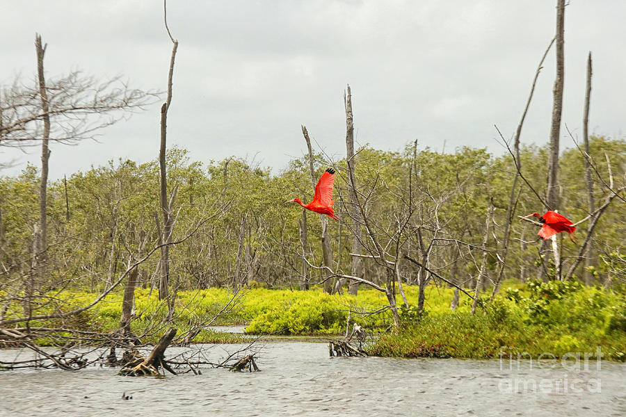 Scarlet Ibis birds flying Photograph by Patricia Hofmeester