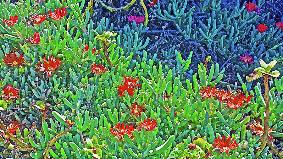 Red Ice Plant in La Cholla on Rocky Point in Sonora-Mexico Photograph by Ruth Hager