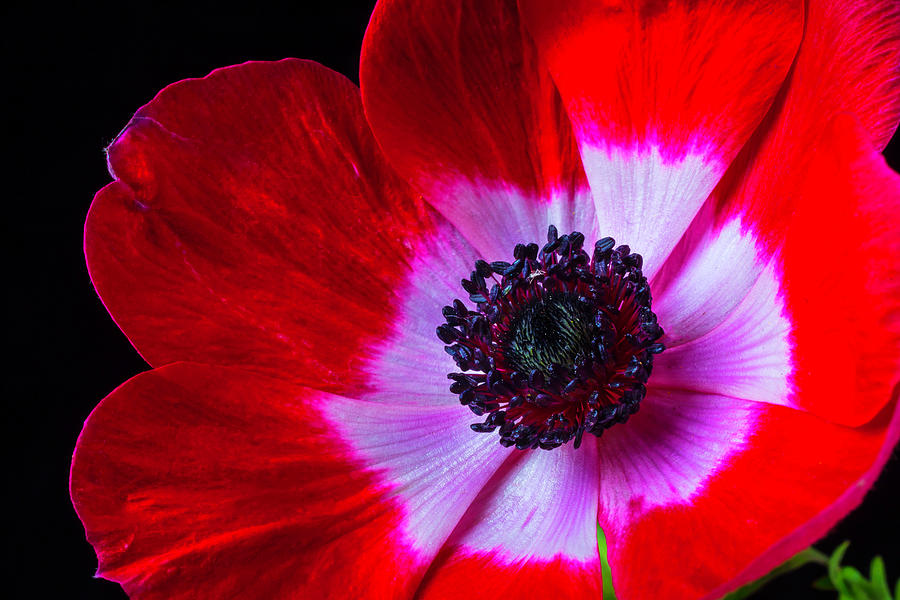 Red Iceland Poppy Photograph by Garry Gay - Fine Art America