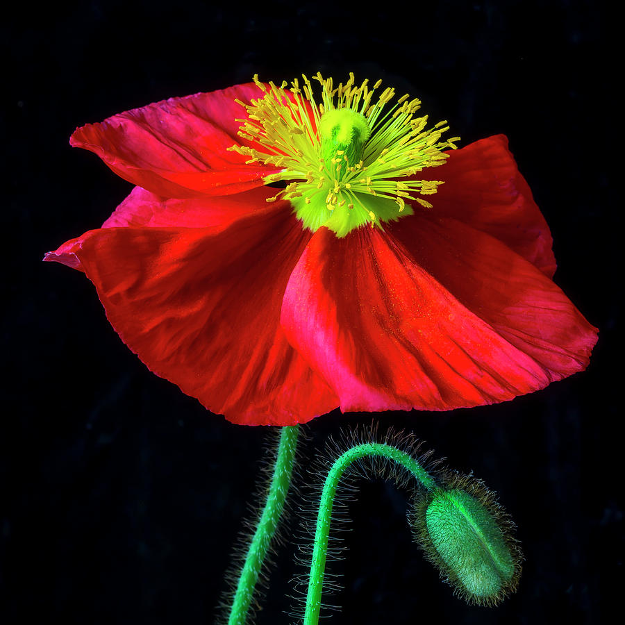 Red Icelandic Poppy And Bud Photograph by Garry Gay
