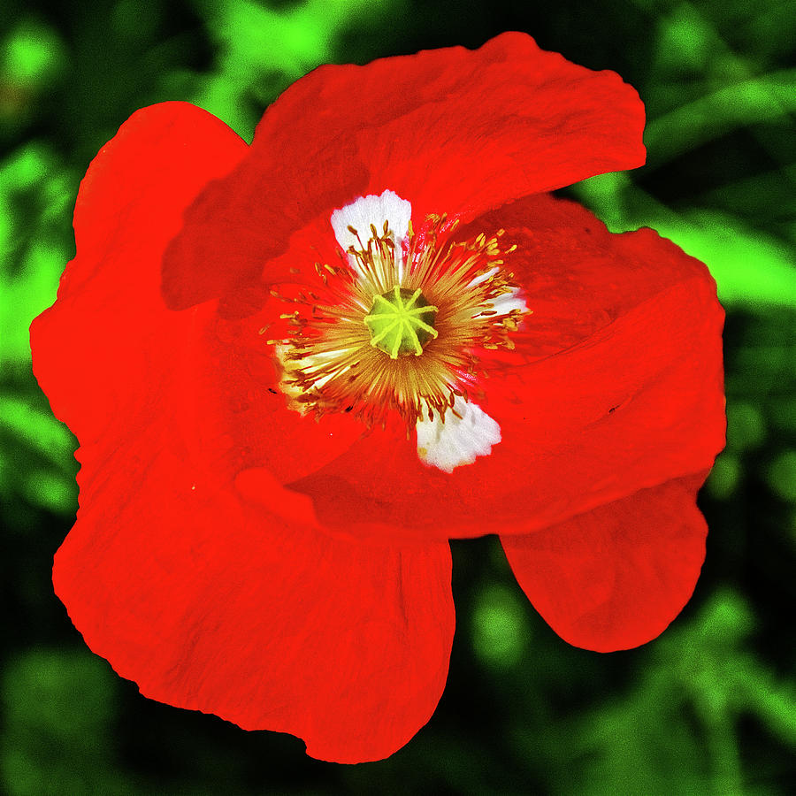 Red Icelandic Poppy on Harvard St. in Claremont, California  Photograph by Ruth Hager