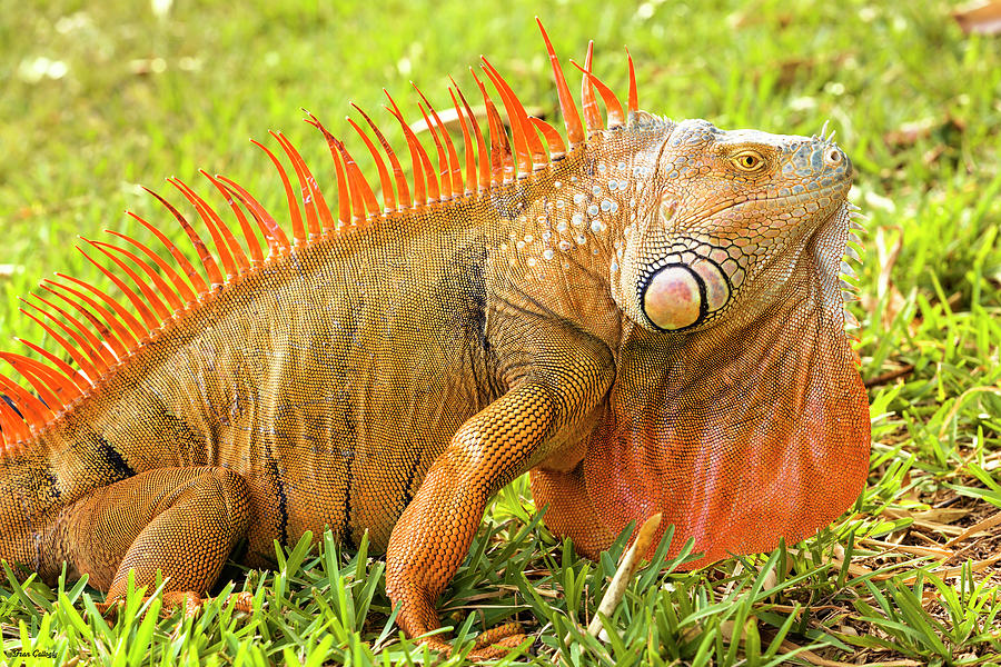 pet red iguana