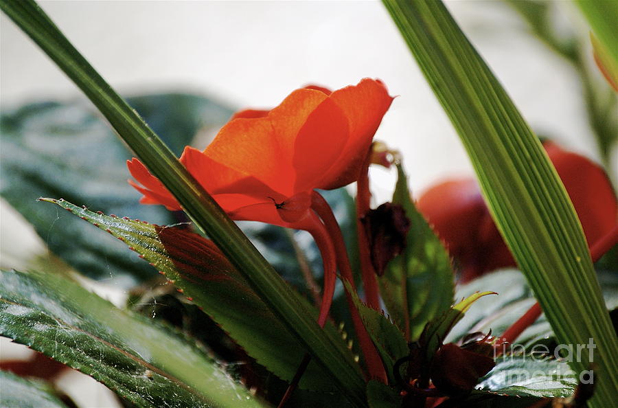 Flowers Still Life Photograph - Red Impatiens by Faith Harron Boudreau