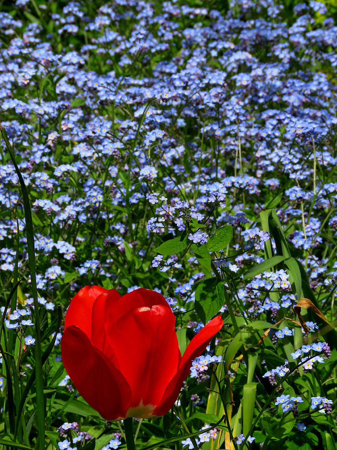 Red in Blue2 Photograph by John Topman