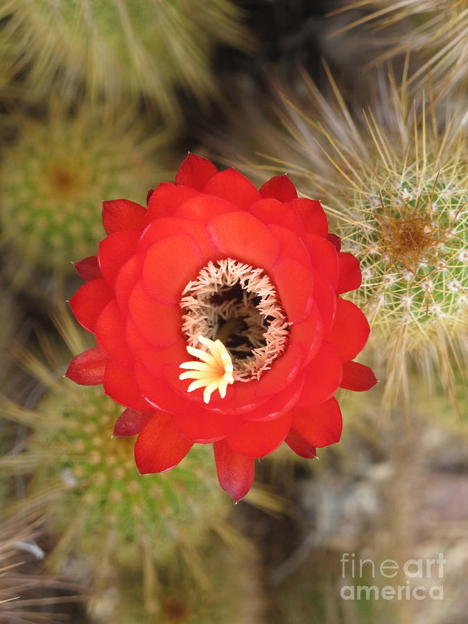 Red Bloom  in the desert Photograph by Ruth Jolly