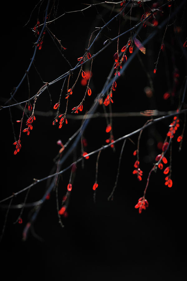 Red In Winter Photograph by Catherine Lau