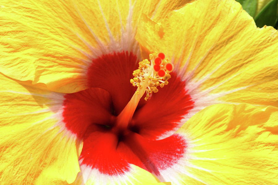 Red in Yellow Hibiscus Photograph by Lou Ford