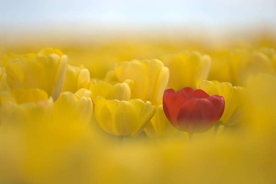 Red in yellow L085 Photograph by Yoshiki Nakamura