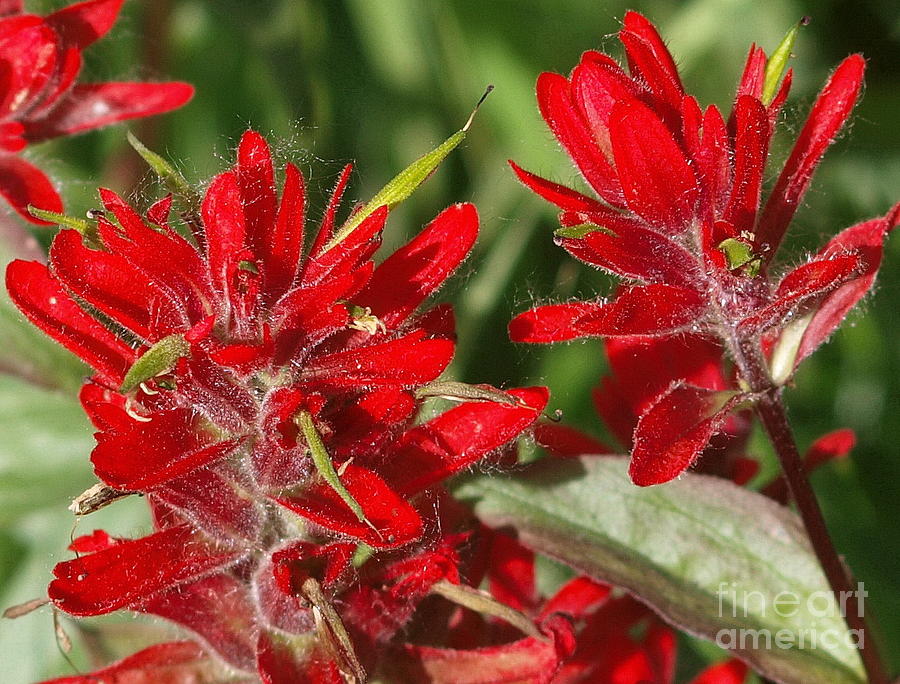 Red Indian Paint Brush Photograph by Vivian Martin
