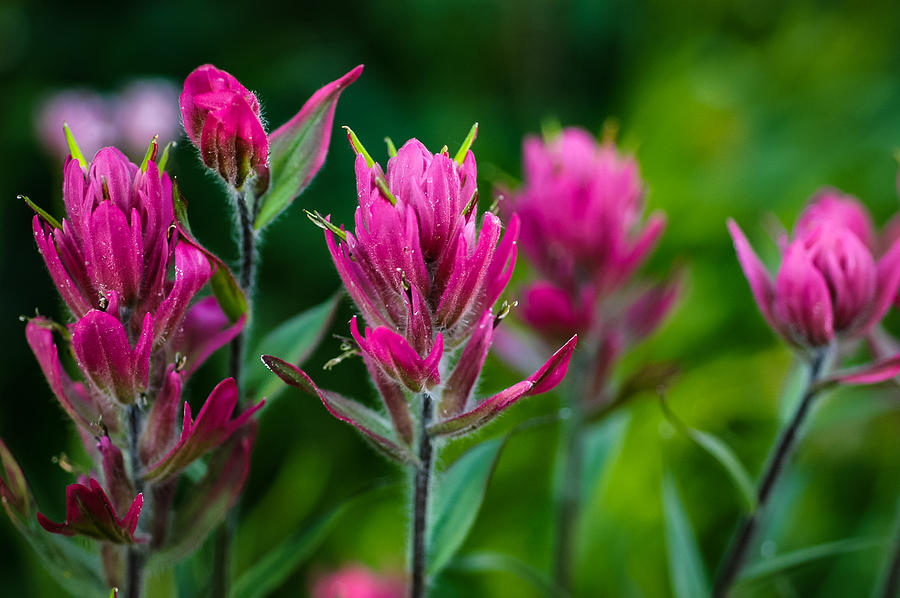 Red Indian Paintbrush Photograph