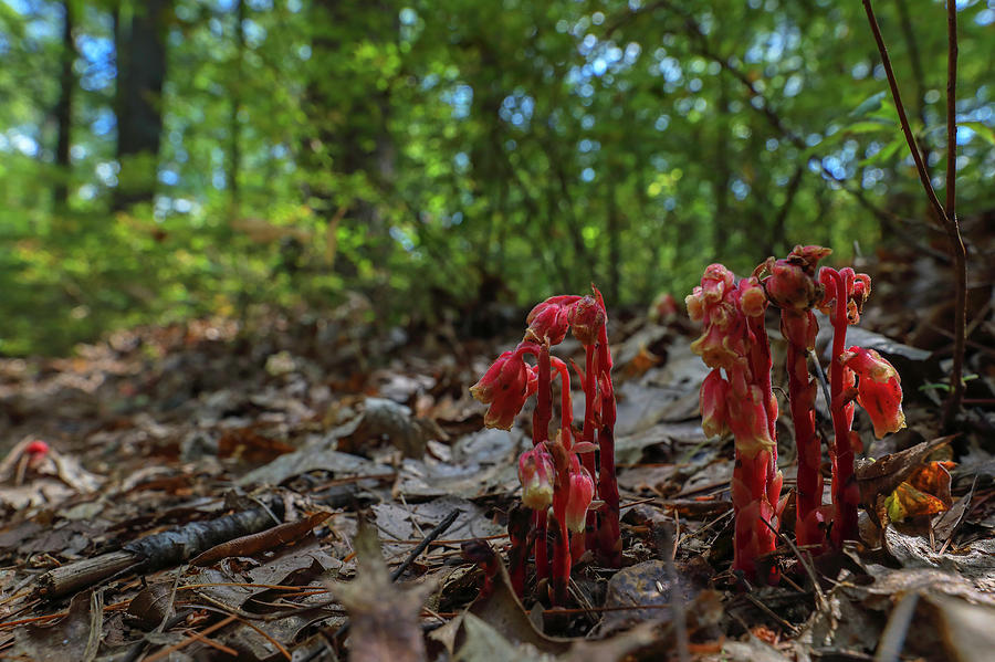 Red Indian Pipes Photograph by Juergen Roth