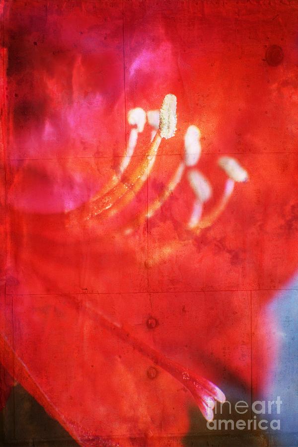 Red Intrigue Photograph by Ella Kaye Dickey