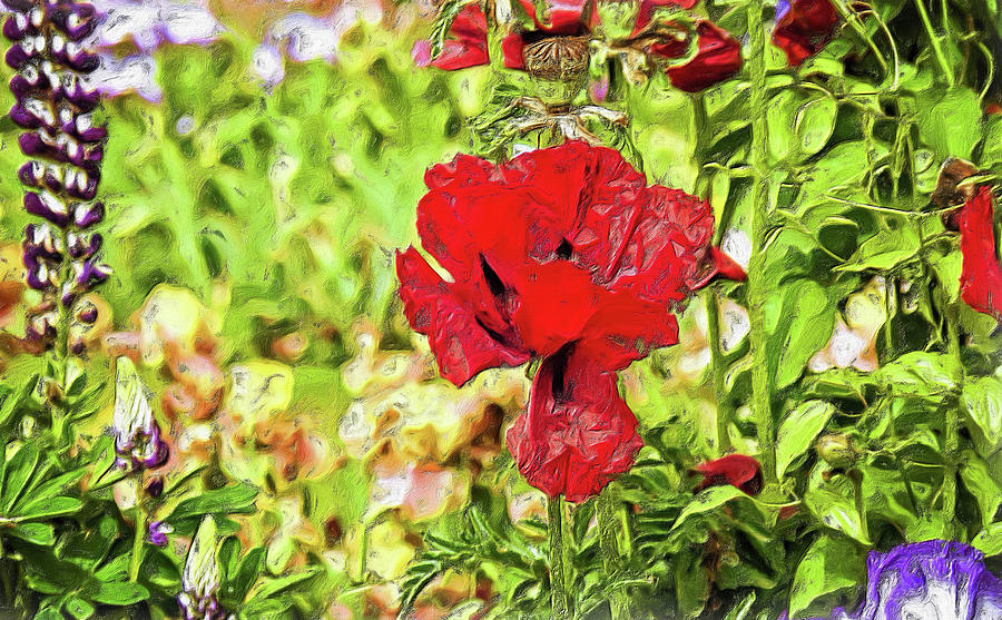 Iris Photograph - Red Iris In Bloom by Thom Zehrfeld
