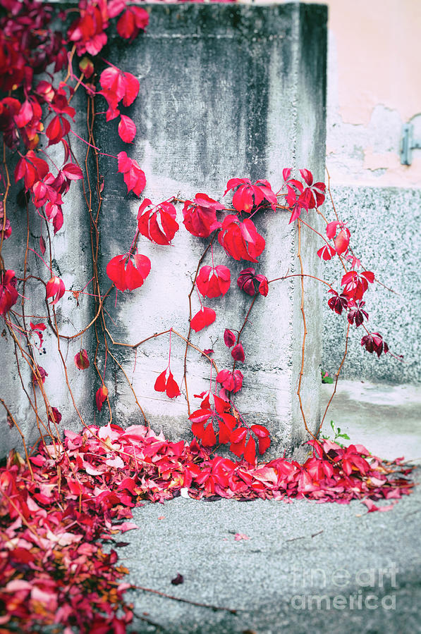 Red ivy leaves Photograph by Silvia Ganora