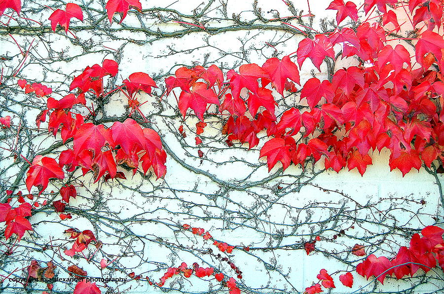 Red Ivy Photograph by Mia Alexander