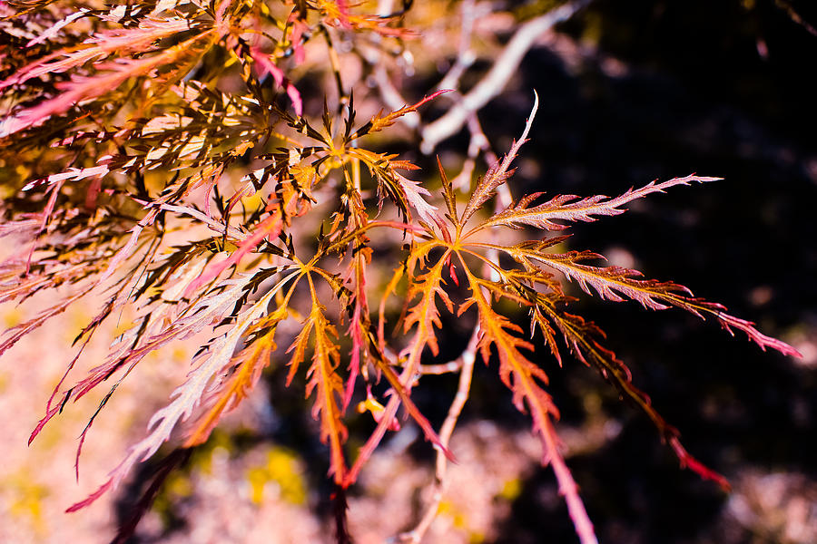 Red Japanese Maple Leaves Photograph by Colleen Kammerer