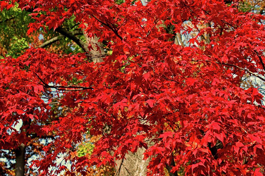Red Japanese Maple Photograph by Michiale Schneider