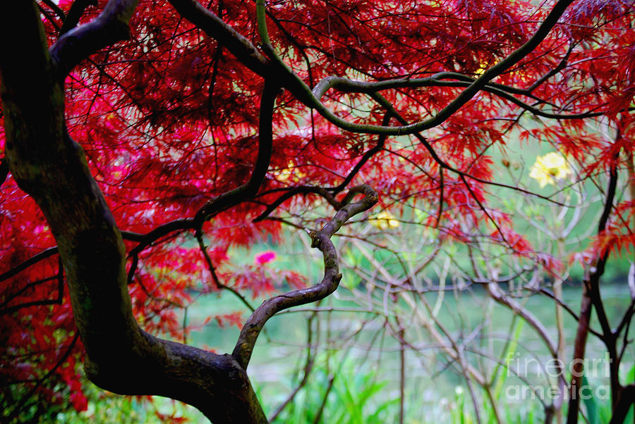 Red Japanese Maple Photograph by Nancy Bradley