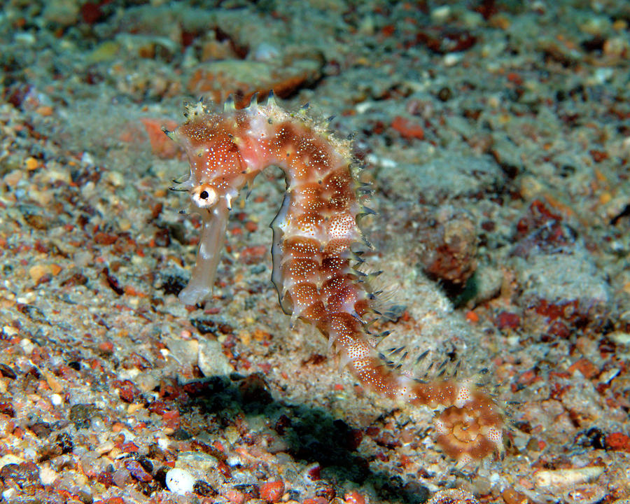 Seahorse Photograph - Red Jayakars Seahorse, Red Sea, Israel 3 by Pauline Walsh Jacobson