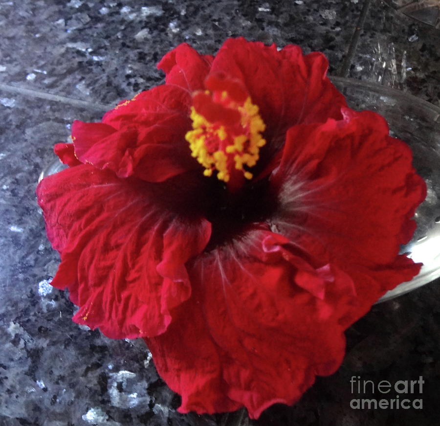 Hibiscus Painting - Red by Jenny Lee