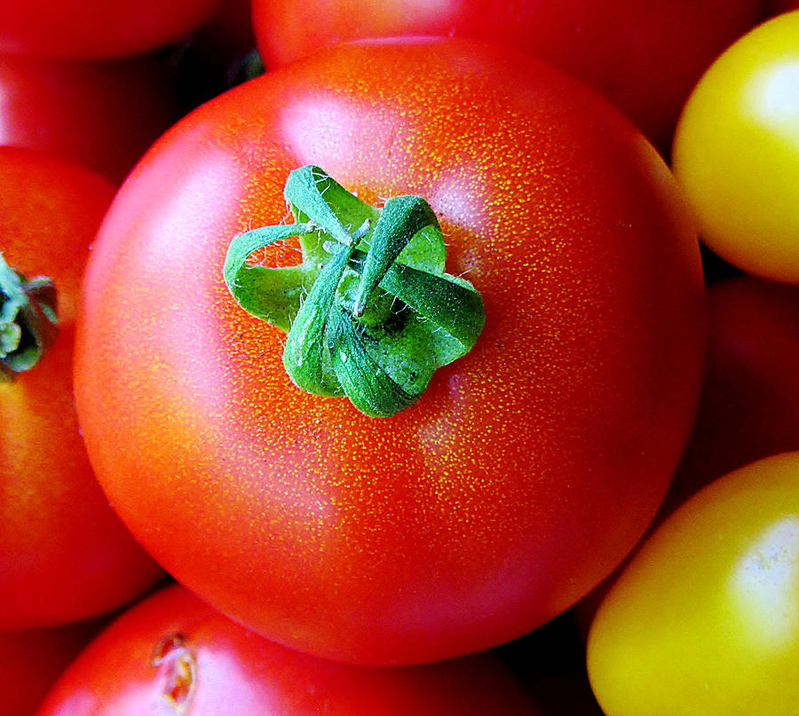 Tomato Photograph - Red by Jidapa Berczik