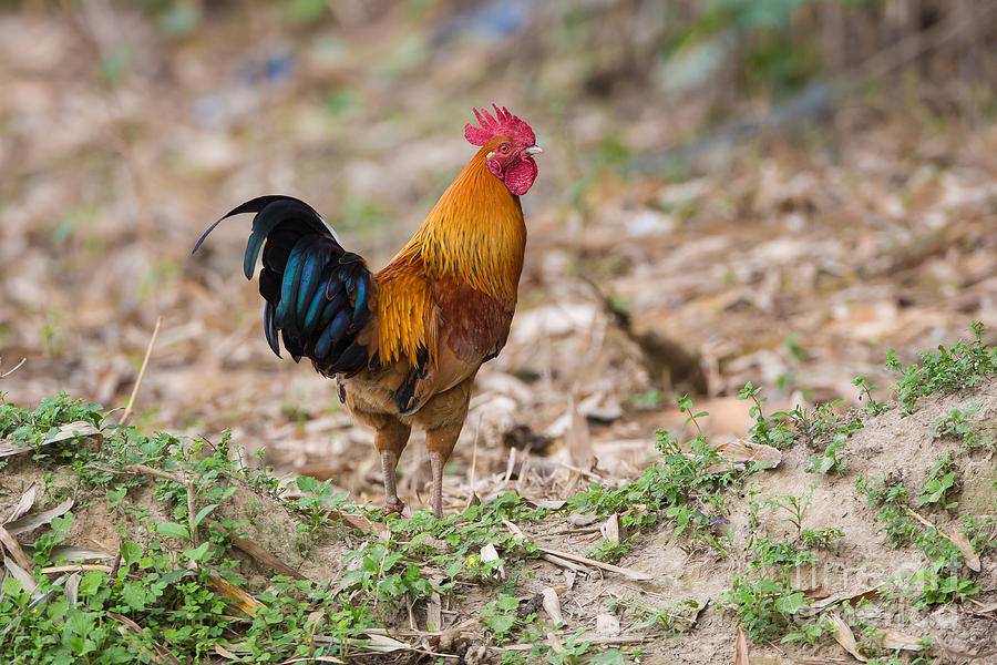 Red Jungle Fowl, India Photograph by B. G. Thomson