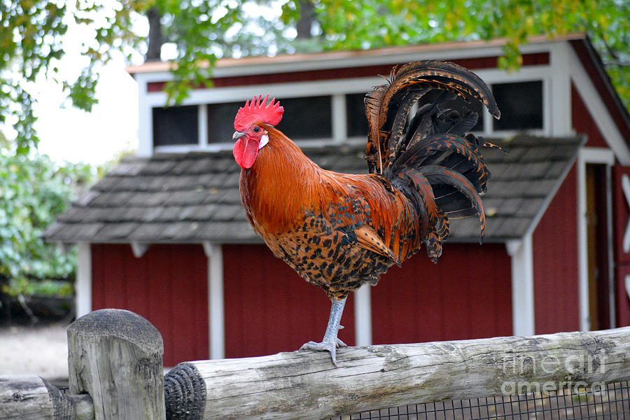 Chicken Photograph - Red Junglefowl Rooster on a Fence by Catherine Sherman