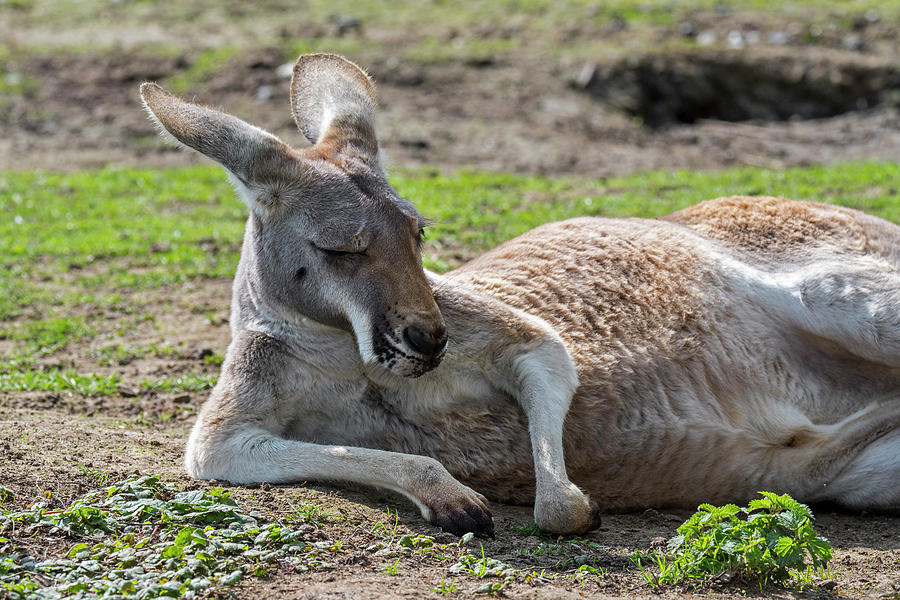 Red Kangaroo Photograph by Arterra Picture Library