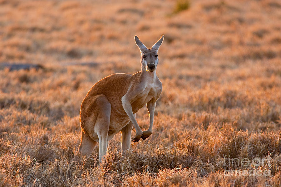 Red Kangaroo Photograph by B.G. Thomson