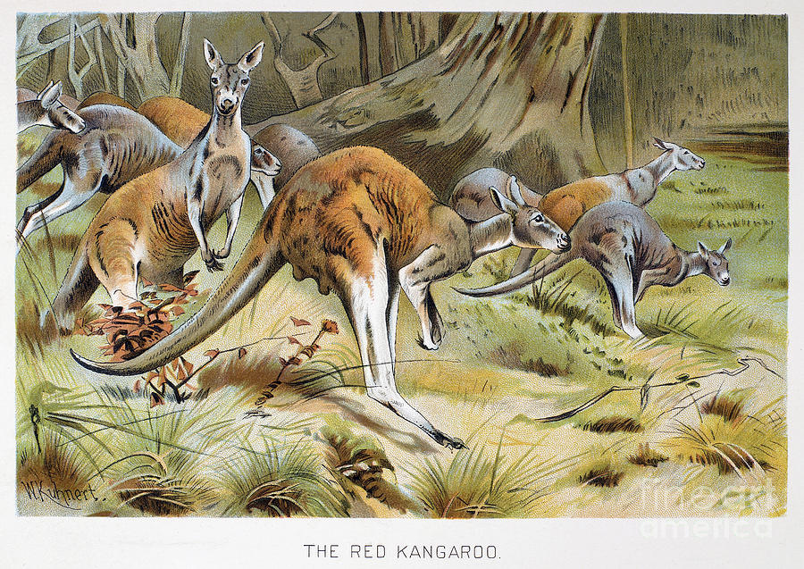 Red Kangaroo Photograph by Granger