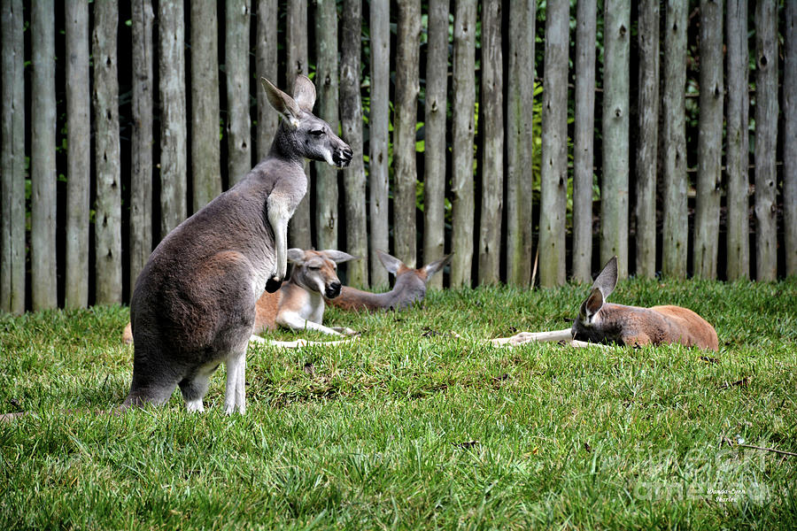  Red Kangaroo Photograph by Wanda-Lynn Searles