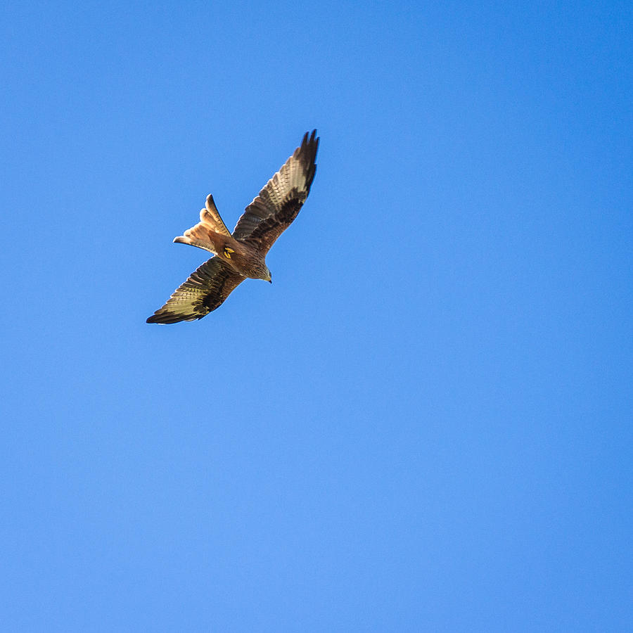 Feather Photograph - Red Kite by Chris Dale