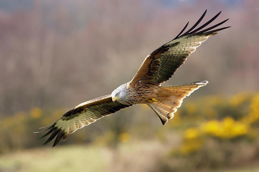 Red Kite flying over meadow Photograph by Grant Glendinning