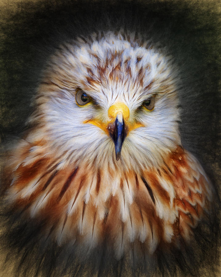 Falcon Digital Art - Red Kite by Ian Merton