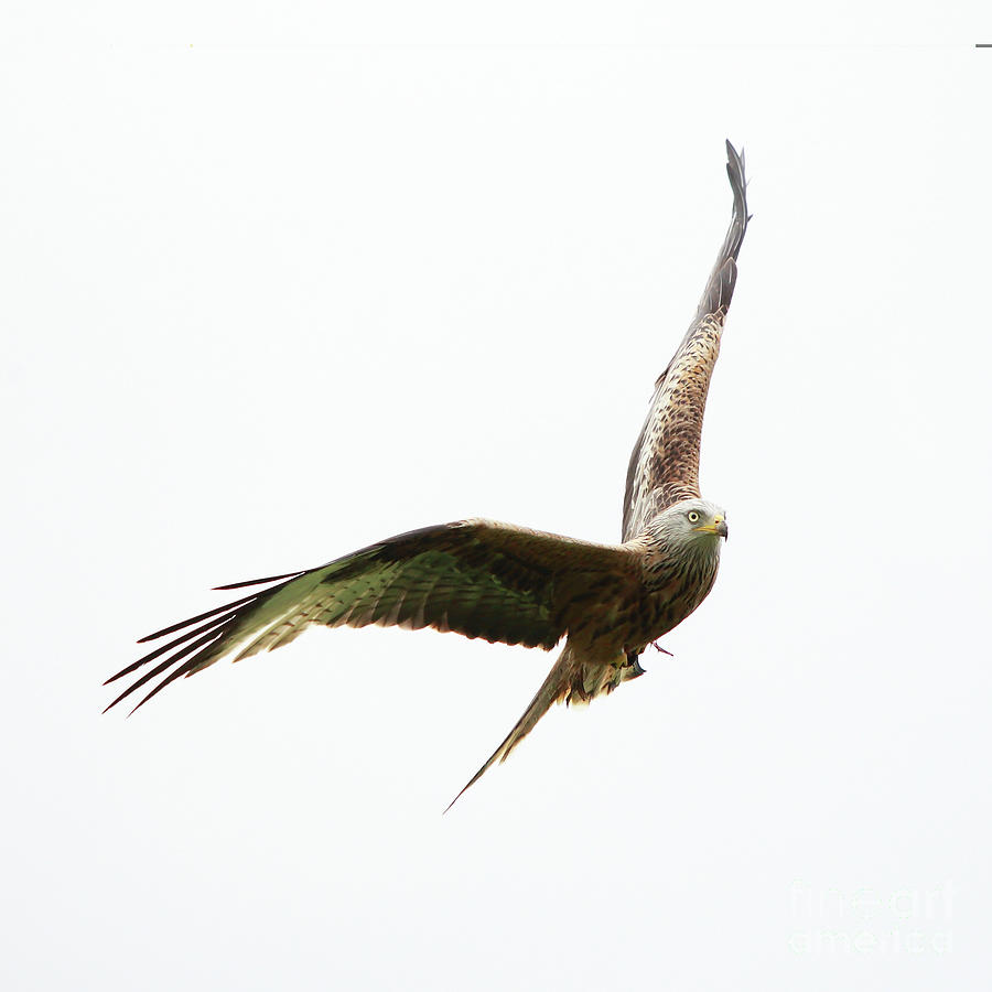 Red Kite Photograph by Maria Gaellman
