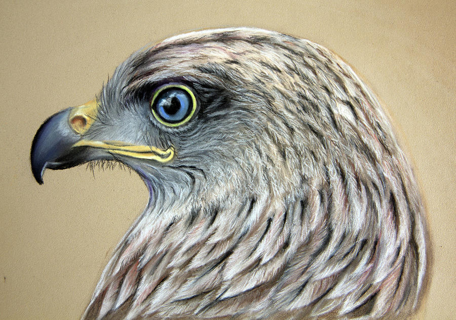 RED KITES Birds of Prey Art Pencil Drawing Art Print Picture Signed by  Artist  eBay
